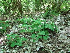 Пион кавказский (кавахский) 001